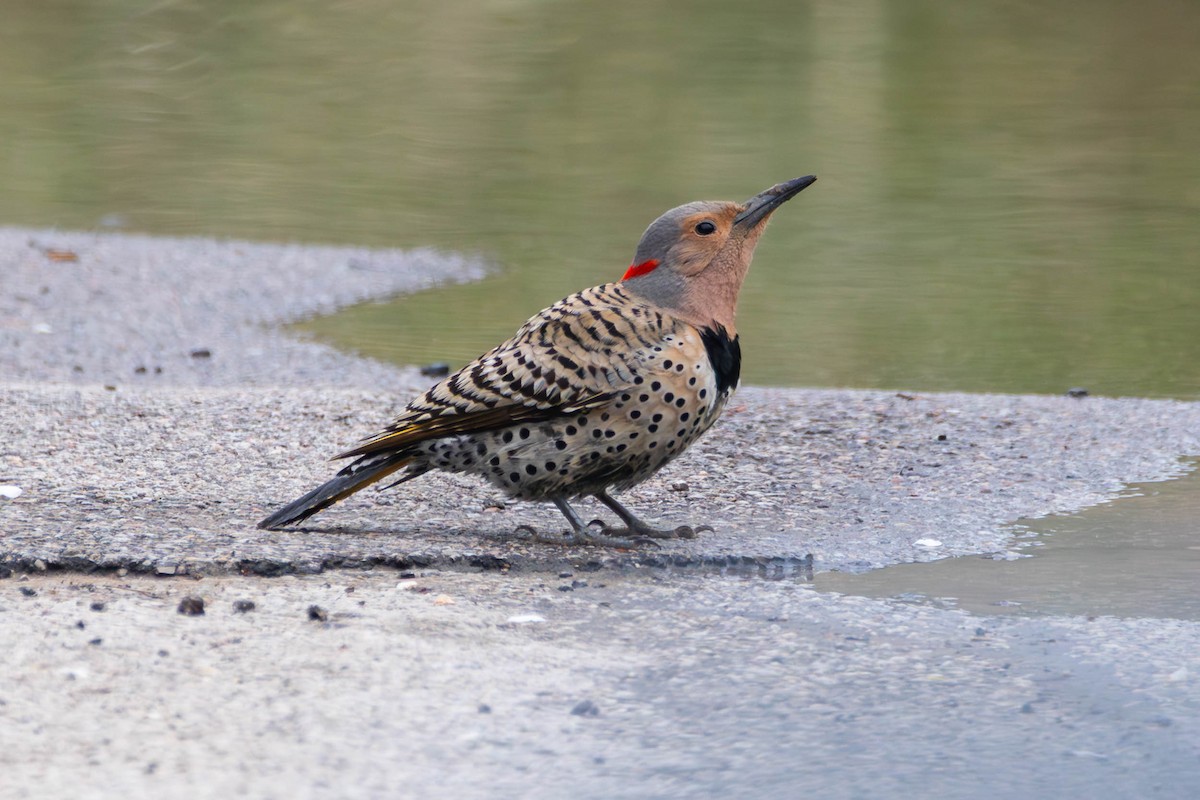 Northern Flicker (Yellow-shafted) - ML618130164