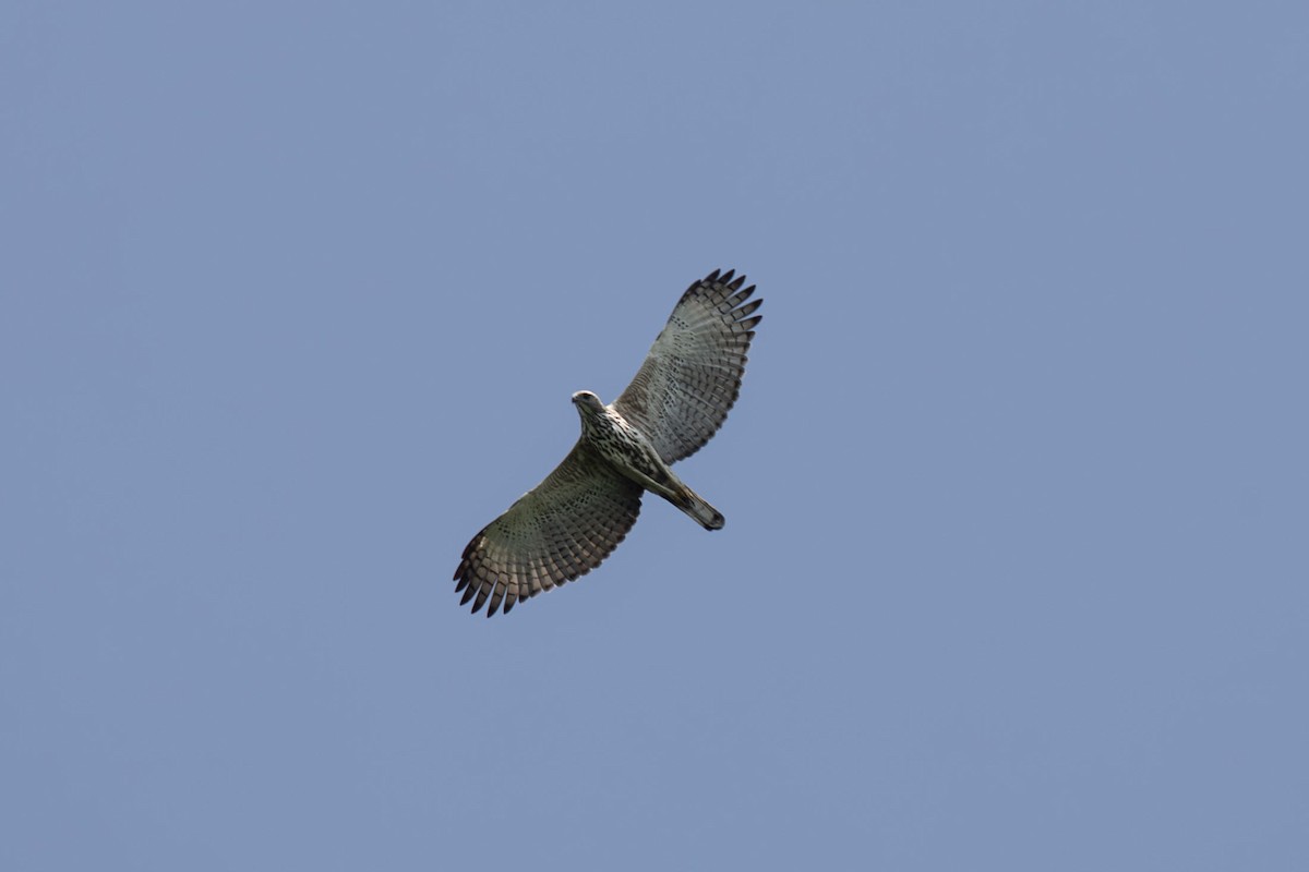 Орел-чубань індійський - ML618130181
