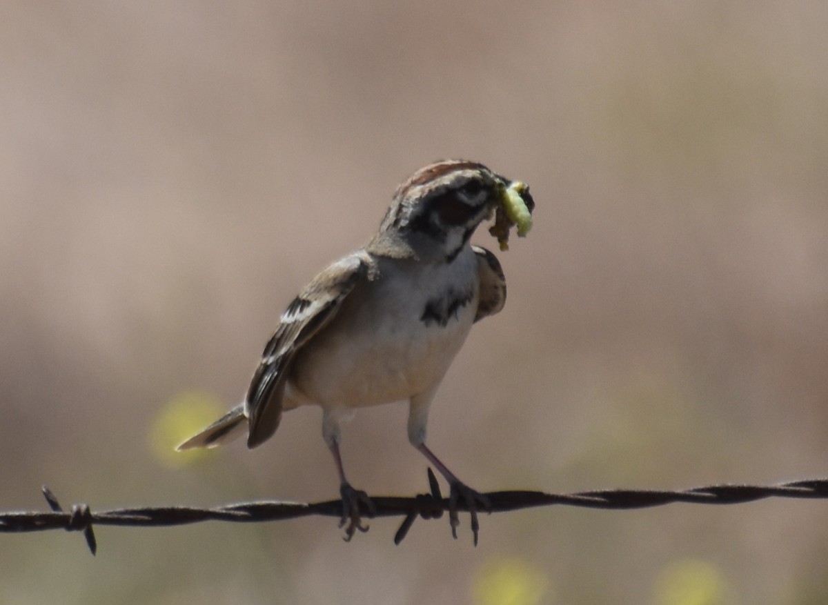 Lark Sparrow - Foxxy Grump