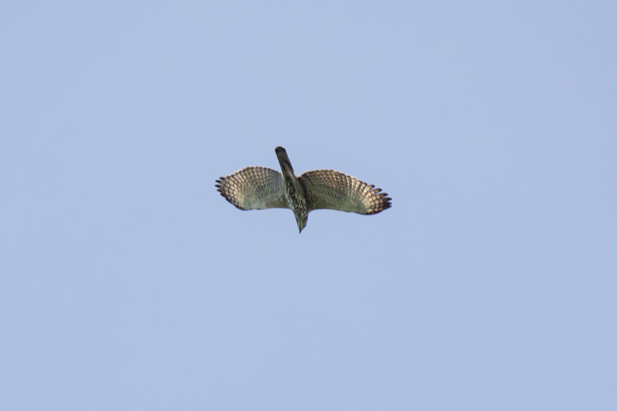 Орел-чубань індійський - ML618130193