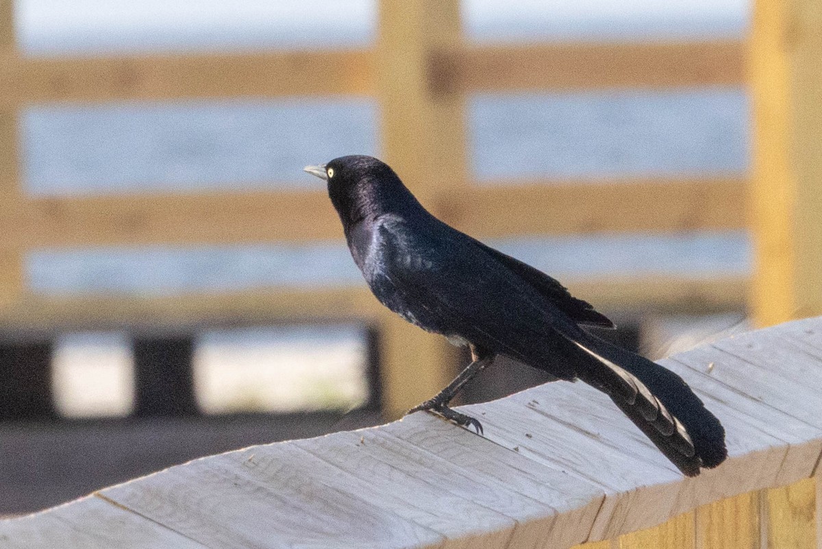 Boat-tailed Grackle - ML618130201