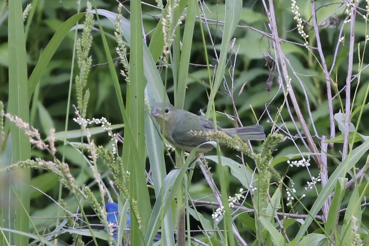 Painted Bunting - ML618130209