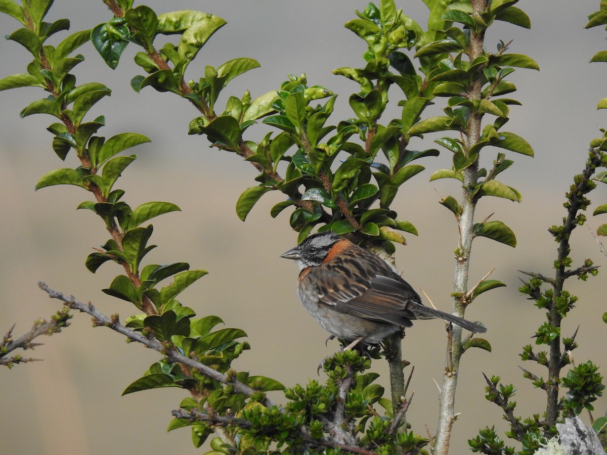 Rufous-collared Sparrow - ML618130225
