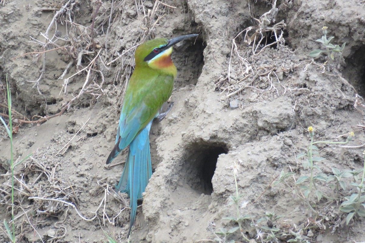 Blue-tailed Bee-eater - ML618130228