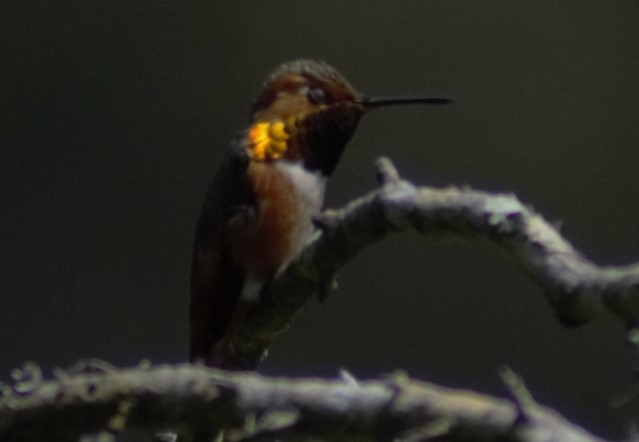 Rufous/Allen's Hummingbird - ML618130254