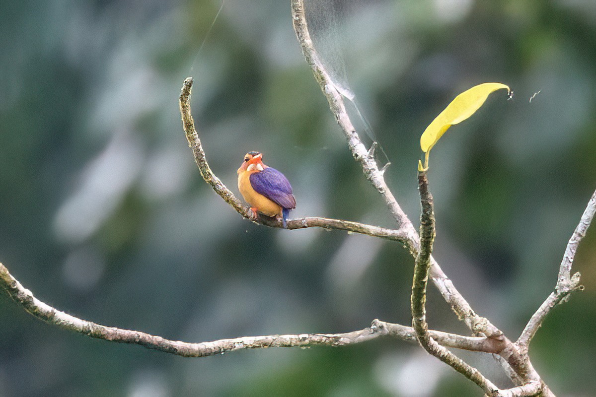 African Pygmy Kingfisher - ML618130288