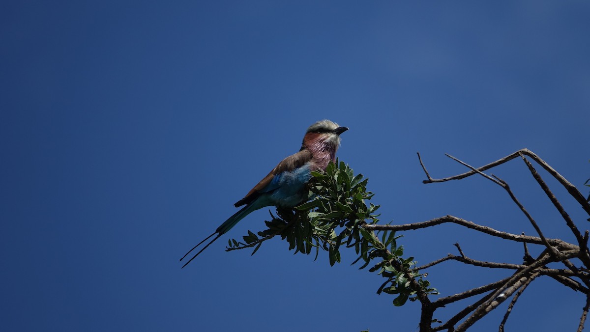 Lilac-breasted Roller - ML618130290