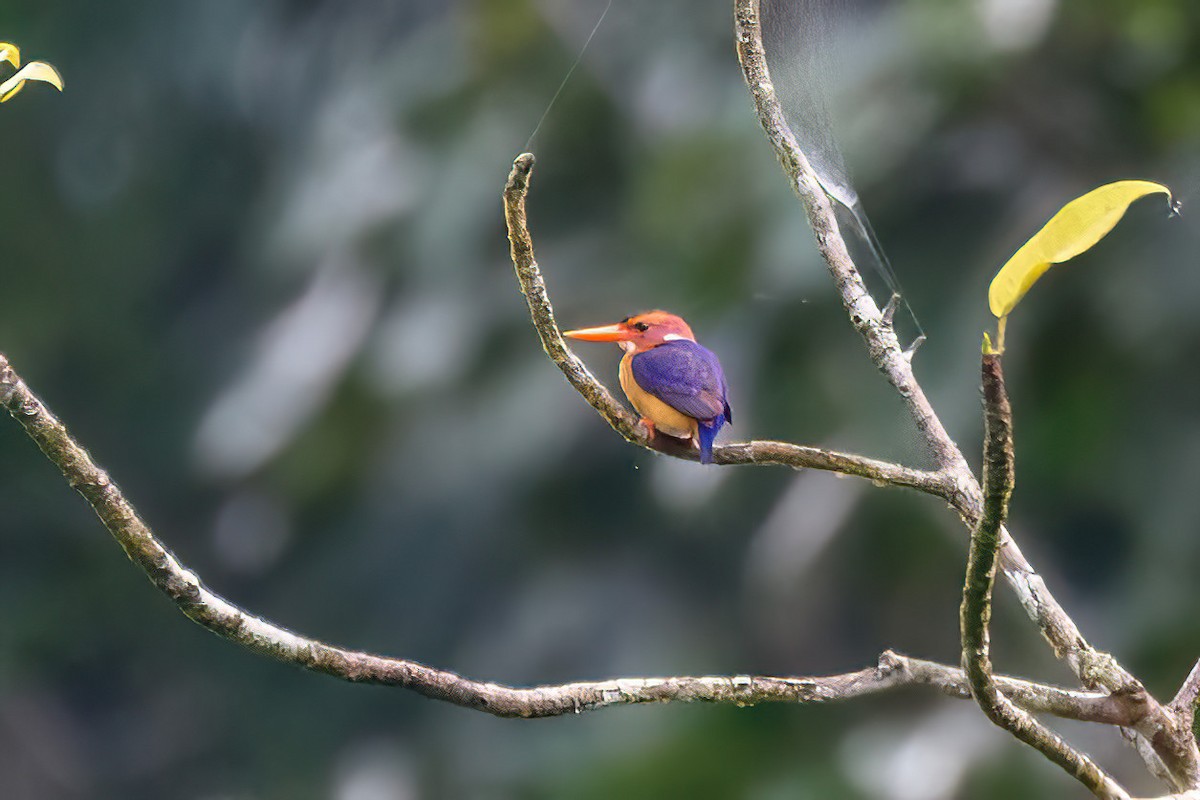African Pygmy Kingfisher - ML618130305