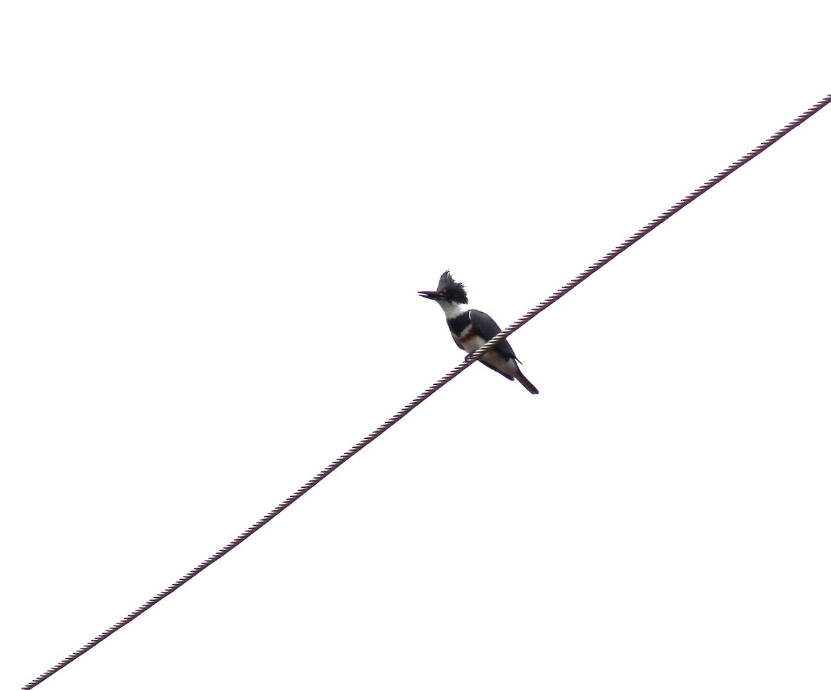 Belted Kingfisher - ML618130352