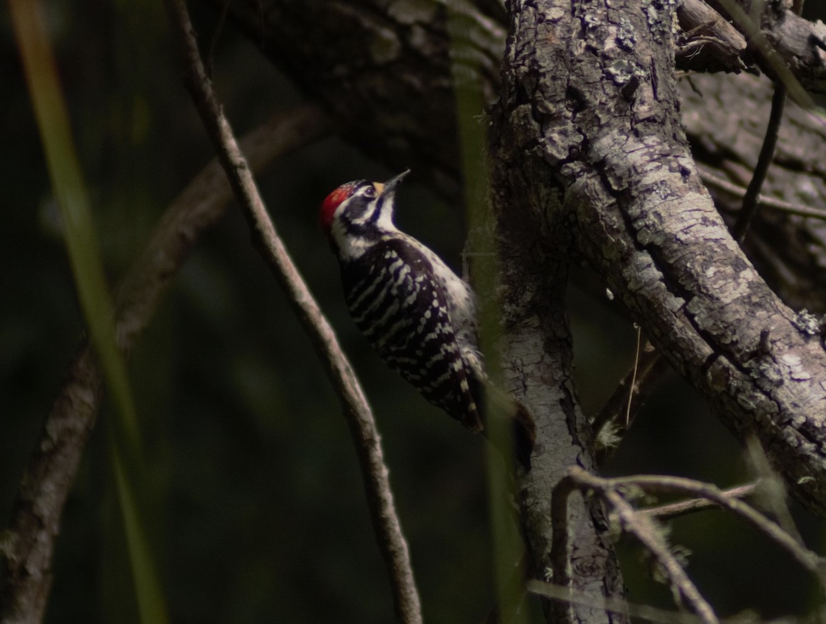 Nuttall's Woodpecker - N Pifari