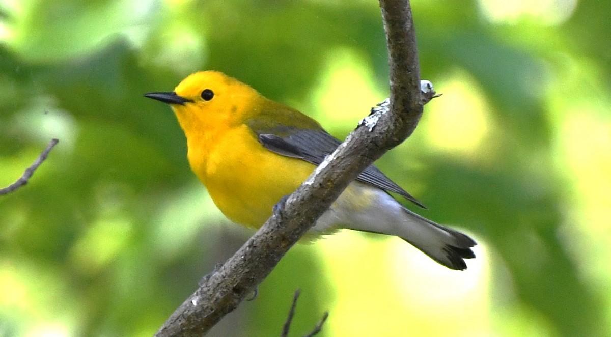 Prothonotary Warbler - ML618130358