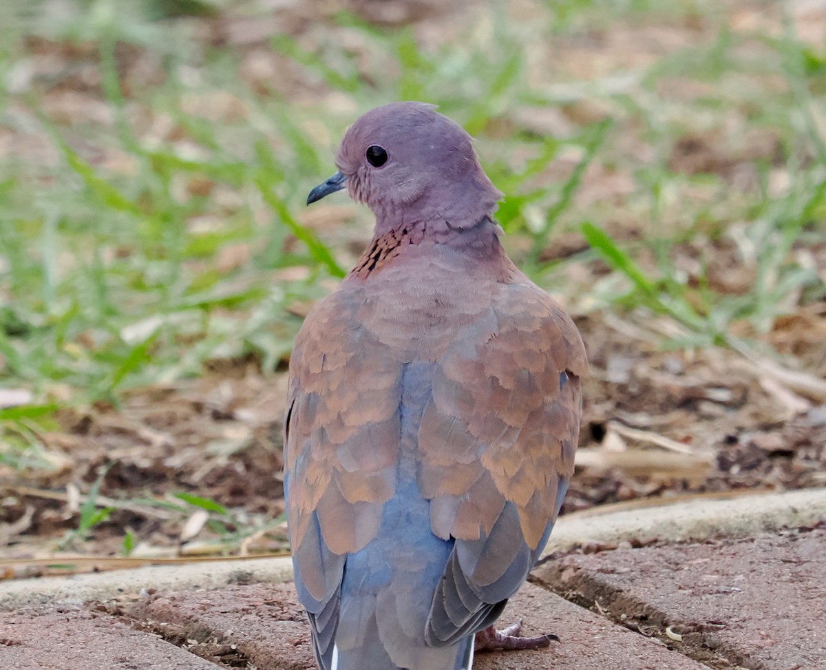 Laughing Dove - Ken Glasson