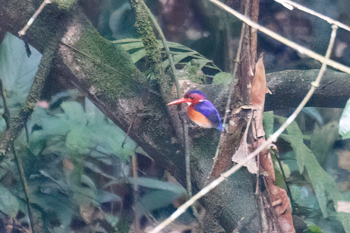 African Pygmy Kingfisher - ML618130367
