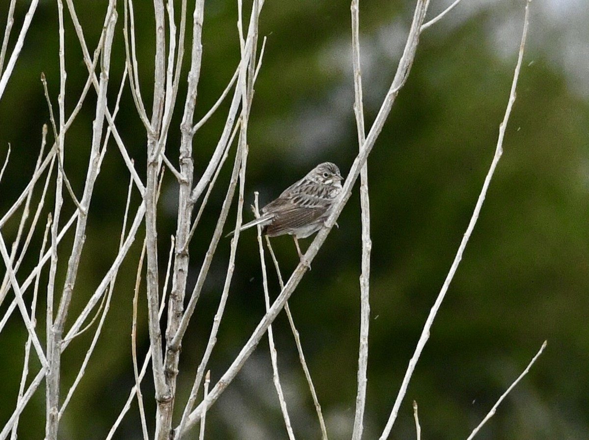 Vesper Sparrow - michelle trotter