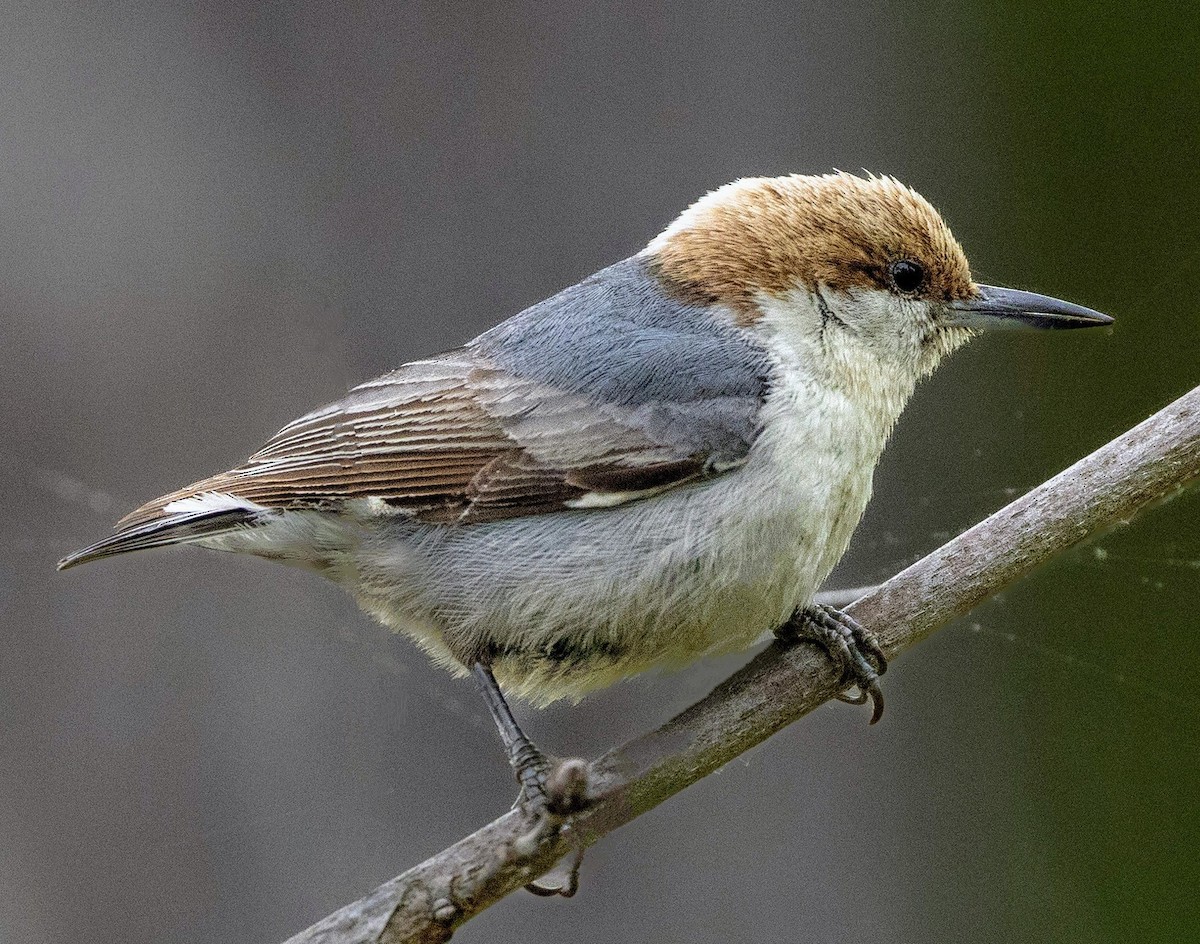 Brown-headed Nuthatch - ML618130428