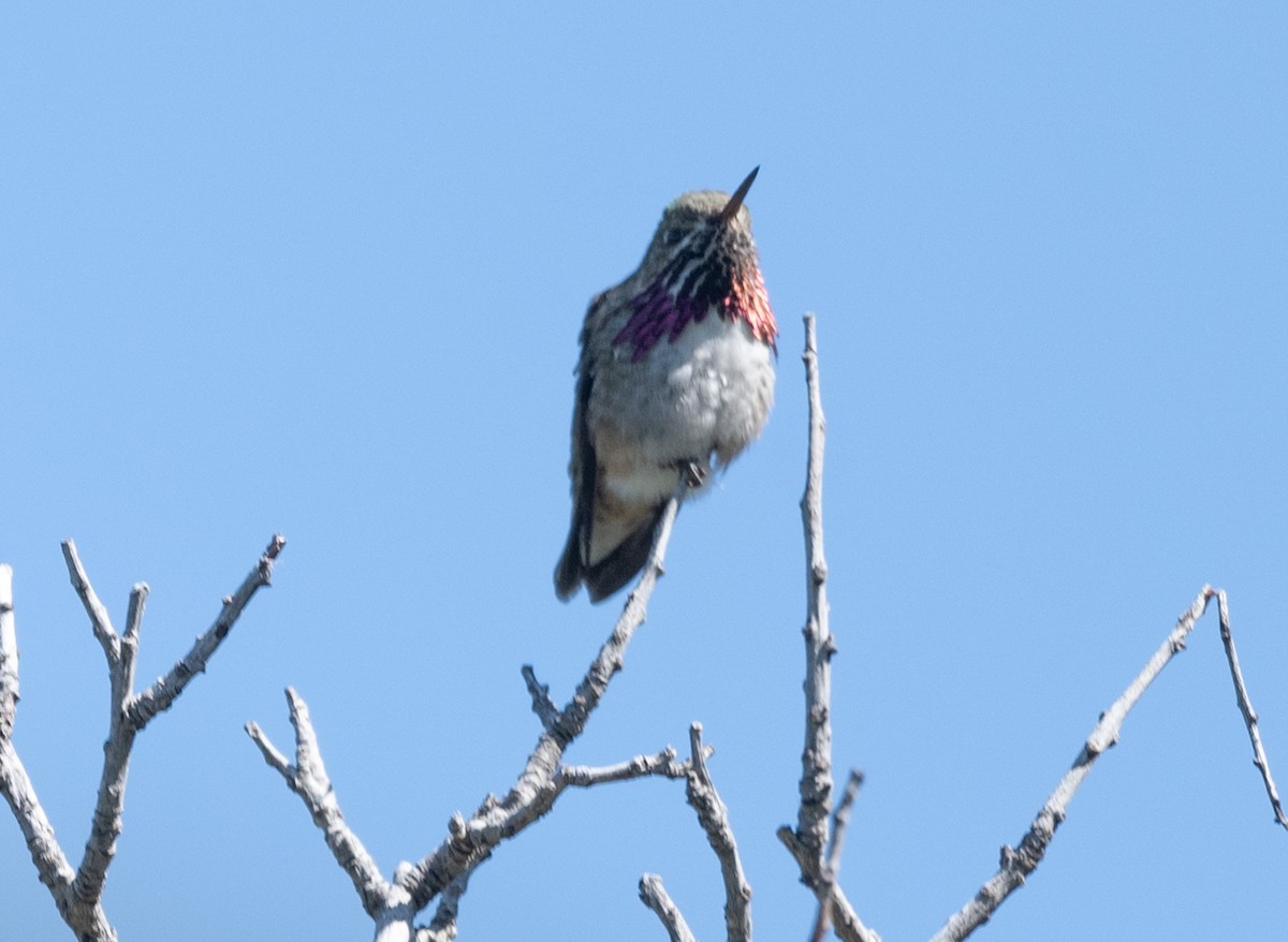 Calliope Hummingbird - Mark Rauzon