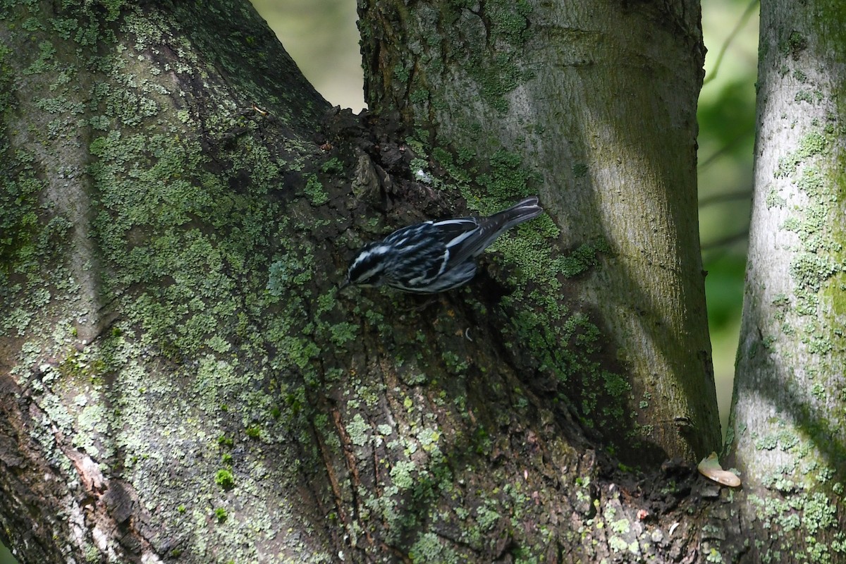 Black-and-white Warbler - Jessica Coss