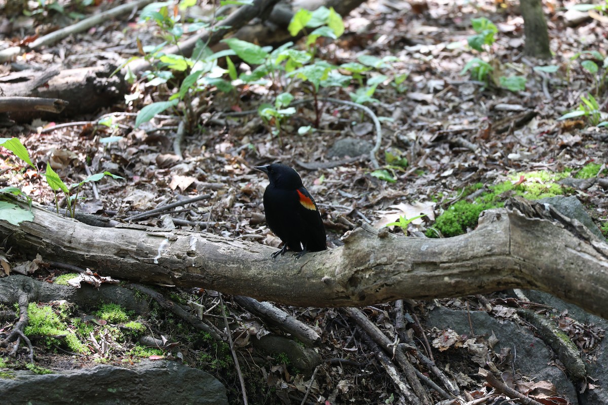 Red-winged Blackbird - ML618130454