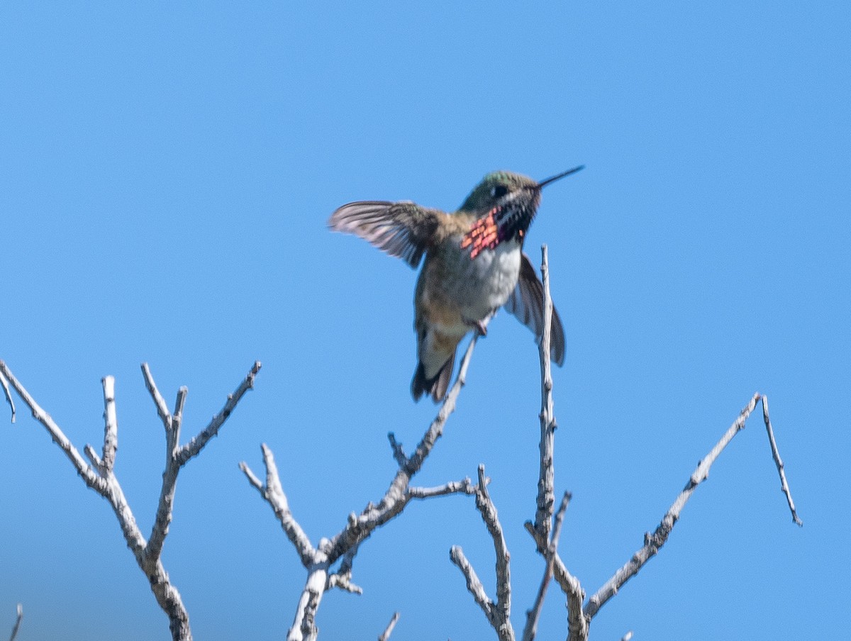 Calliope Hummingbird - ML618130462