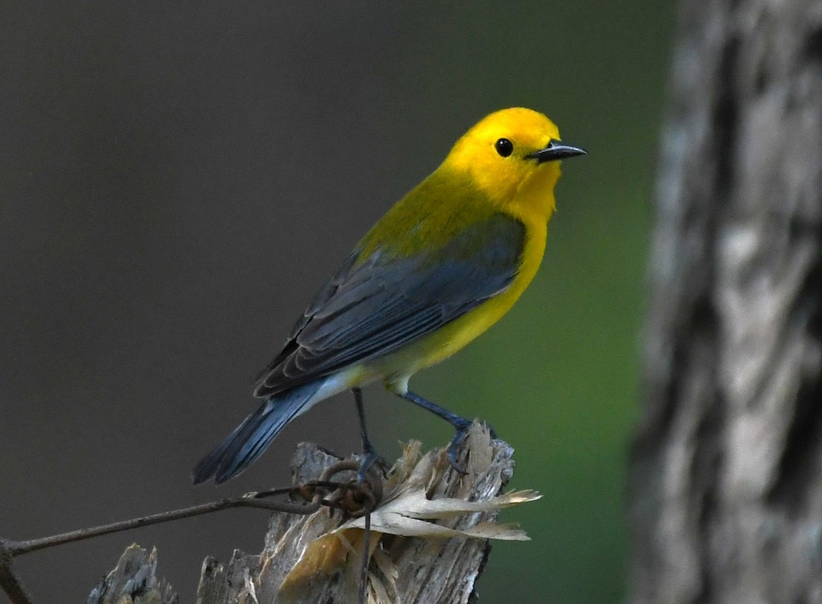 Prothonotary Warbler - ML618130473