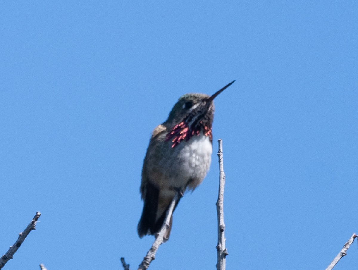 Calliope Hummingbird - ML618130476
