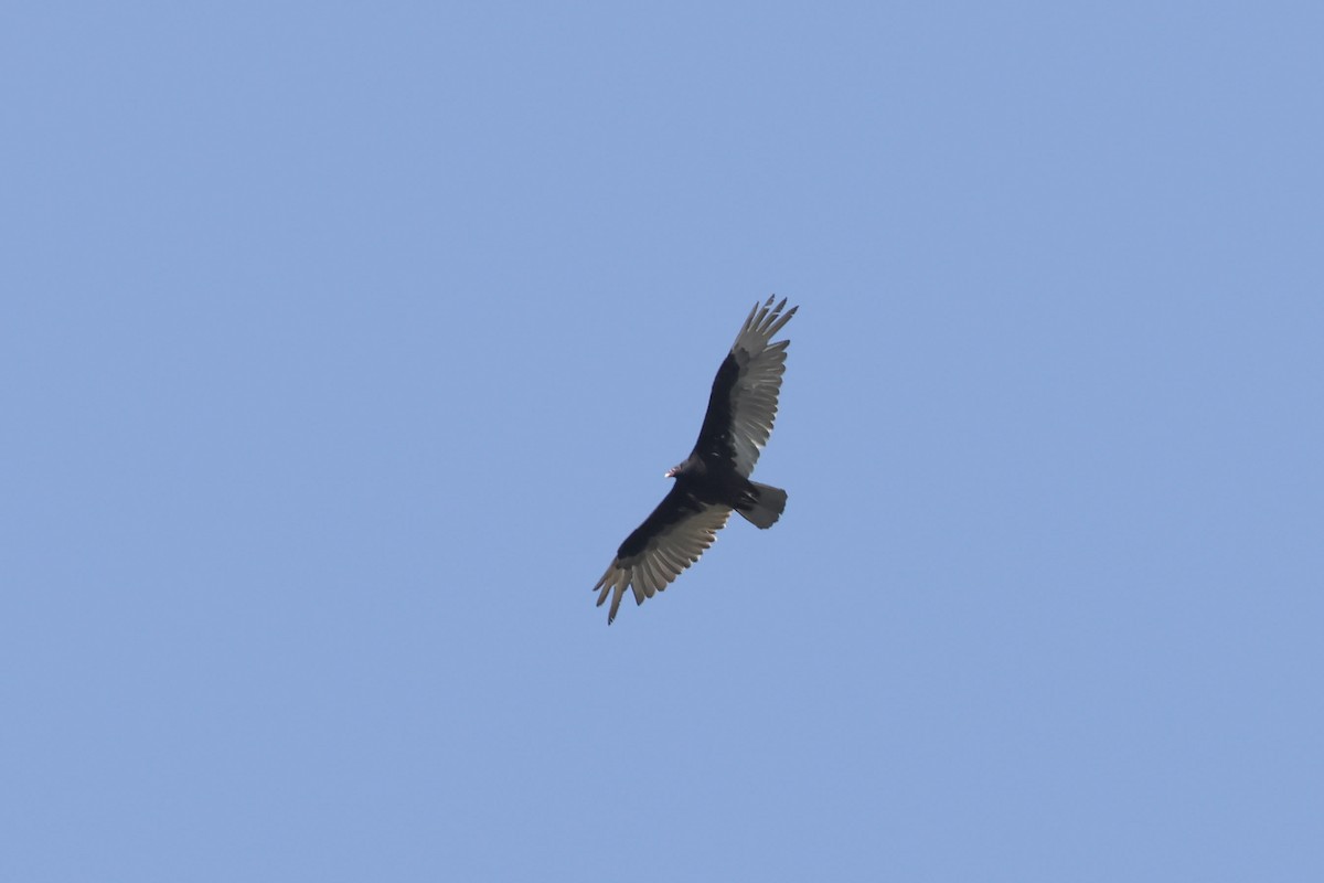 Turkey Vulture - ML618130487