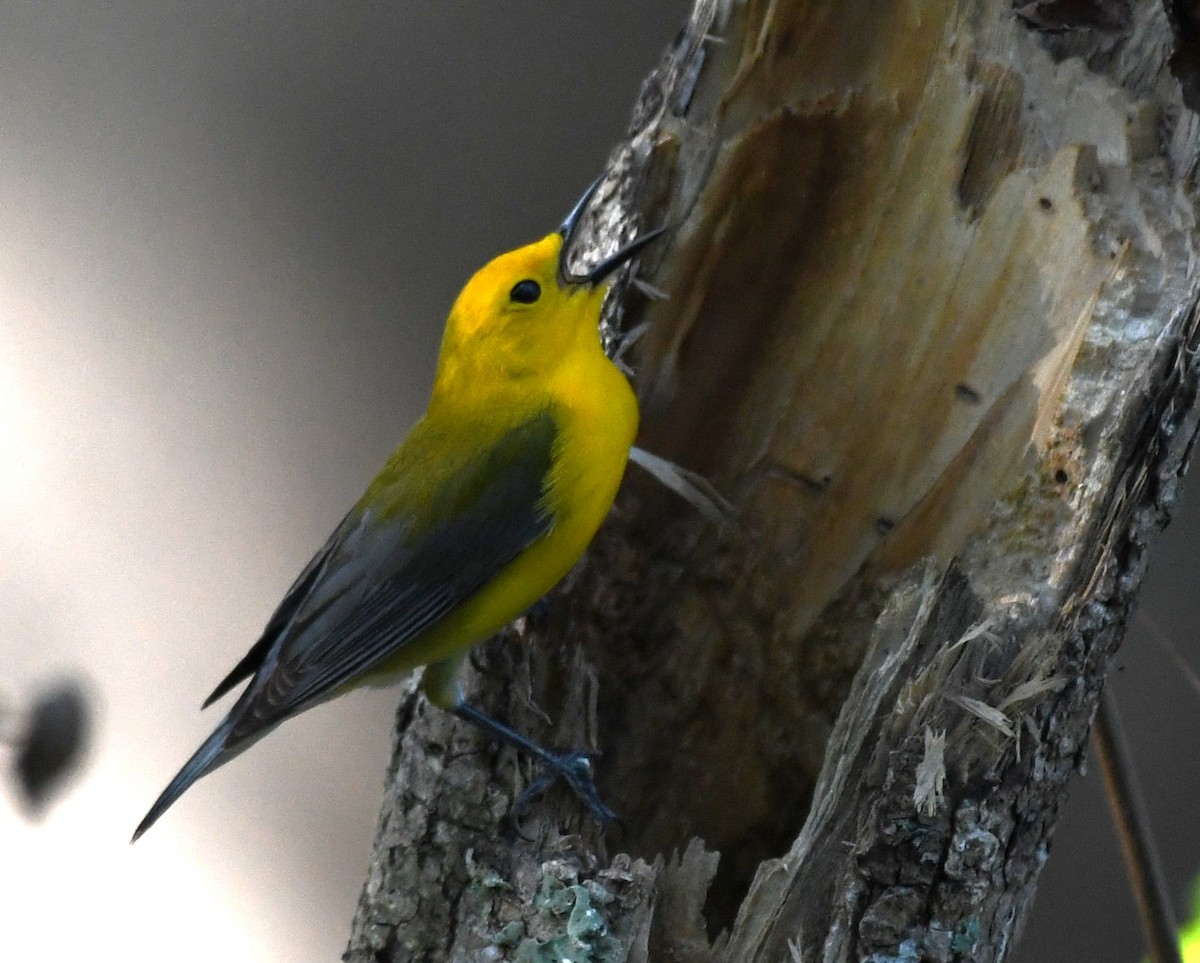 Prothonotary Warbler - ML618130518