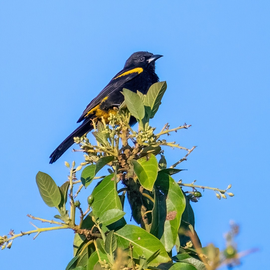 Cuban Blackbird - James Hoagland