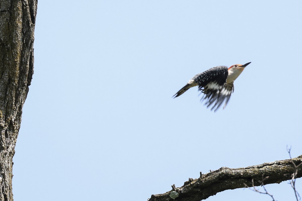 Red-bellied Woodpecker - ML618130540