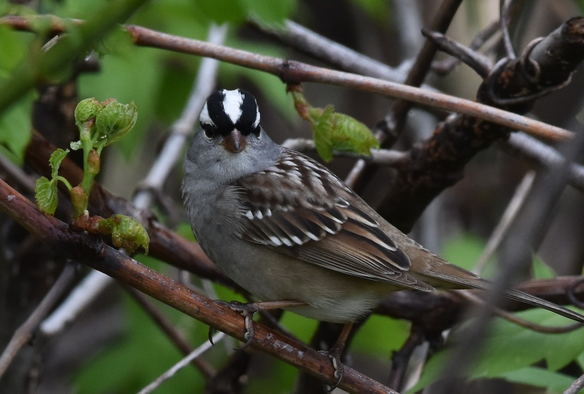 White-crowned Sparrow - ML618130565