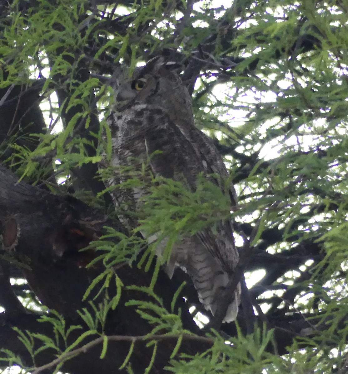 Great Horned Owl - ML618130575