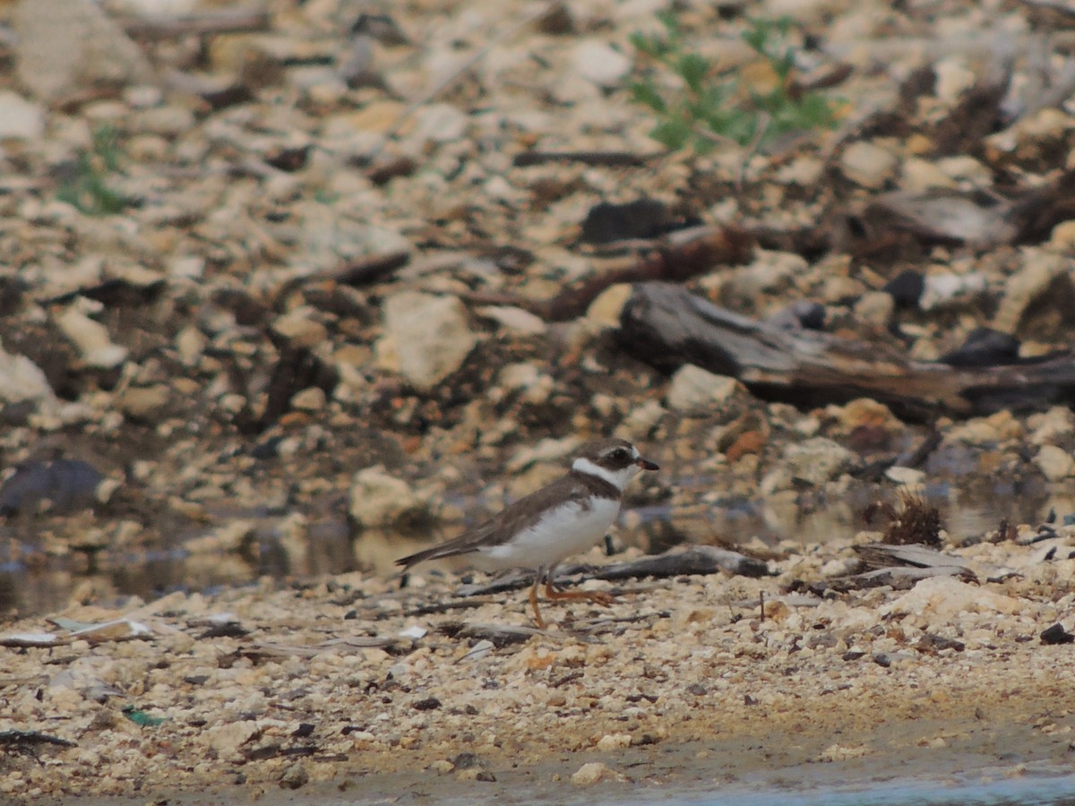 Semipalmated Plover - Kate Swaby