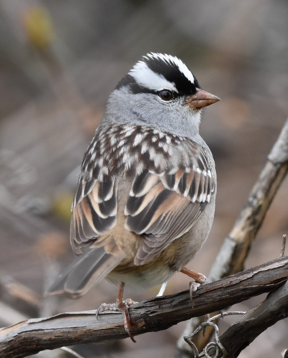 White-crowned Sparrow - ML618130617