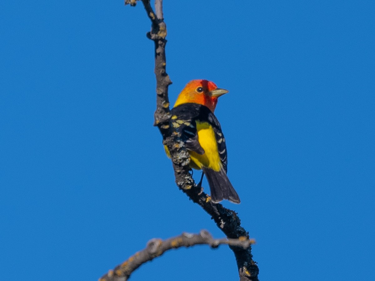 Western Tanager - ML618130668