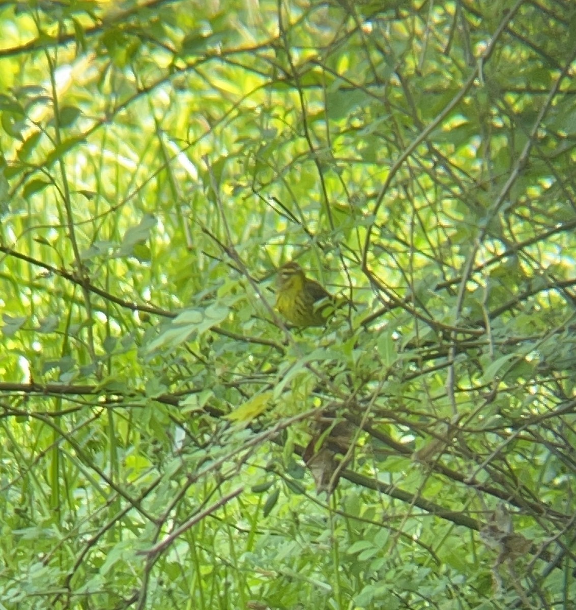 Palm Warbler (Yellow) - John Eskate