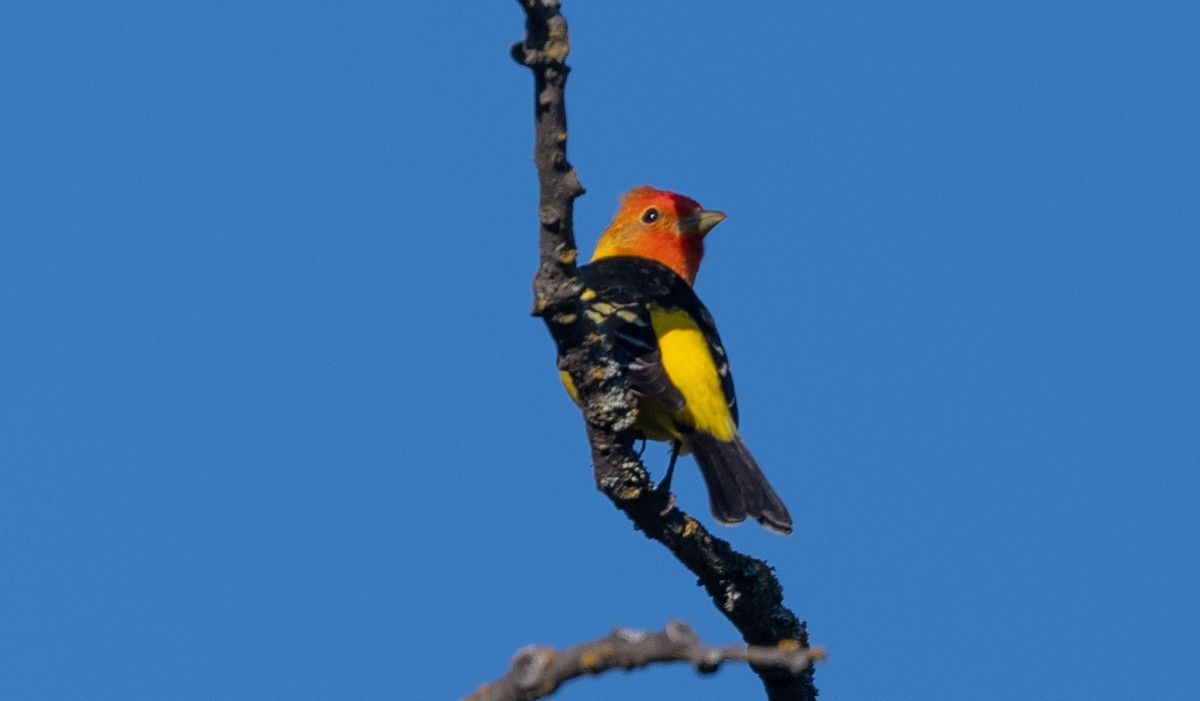 Western Tanager - ML618130684
