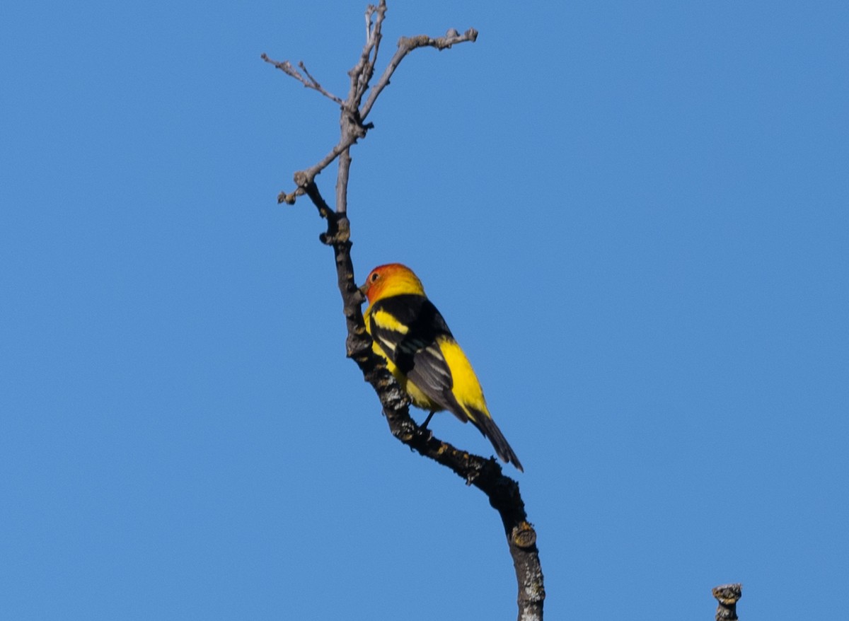 Western Tanager - ML618130691