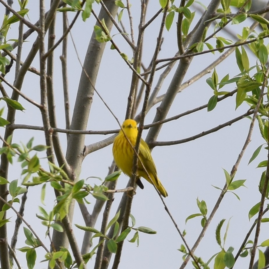 Yellow Warbler - ML618130703