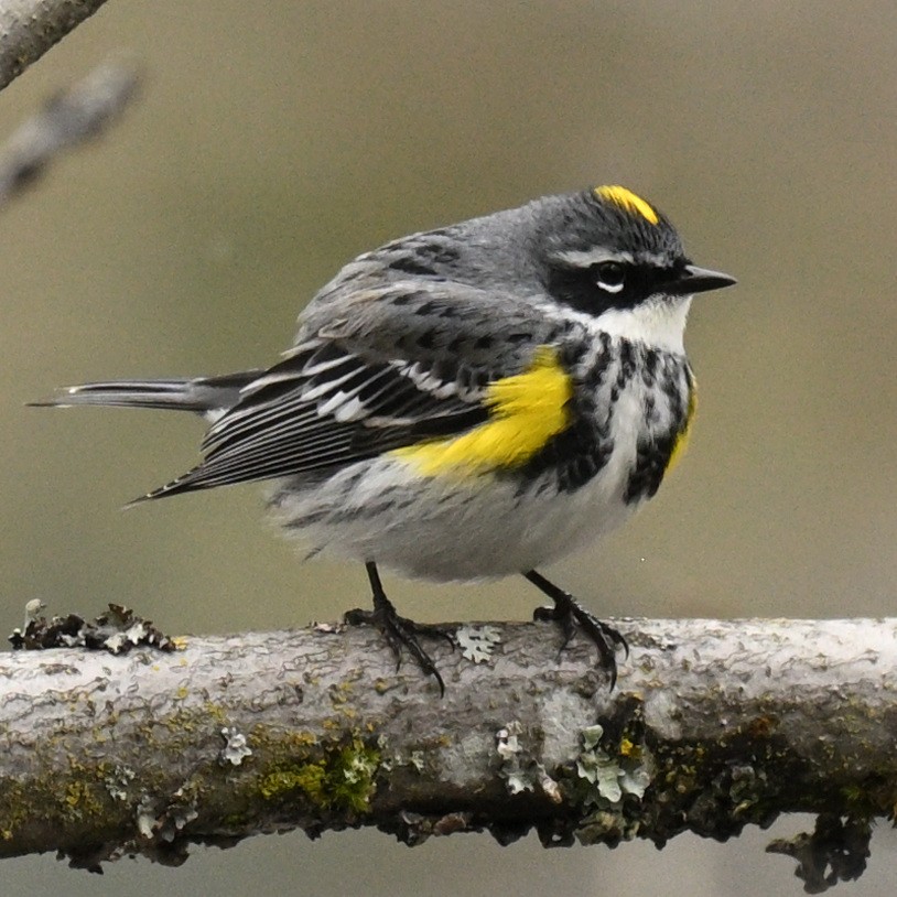 Yellow-rumped Warbler (Myrtle) - Rod McLatchy