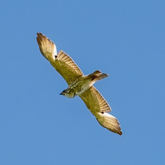 Broad-winged Hawk - ML618130735