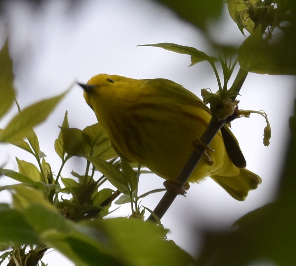 Yellow Warbler - David and Ann Snodgrass