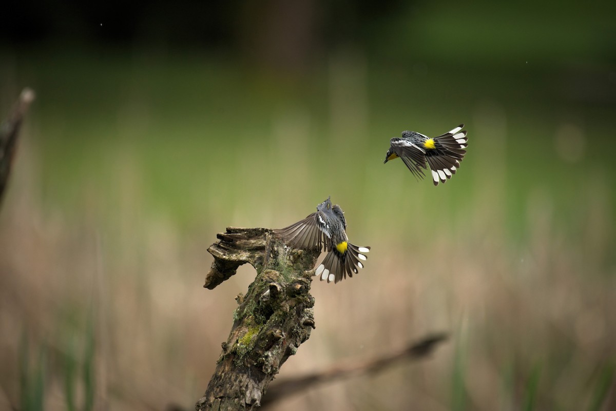 Yellow-rumped Warbler (Audubon's) - Rod McLatchy