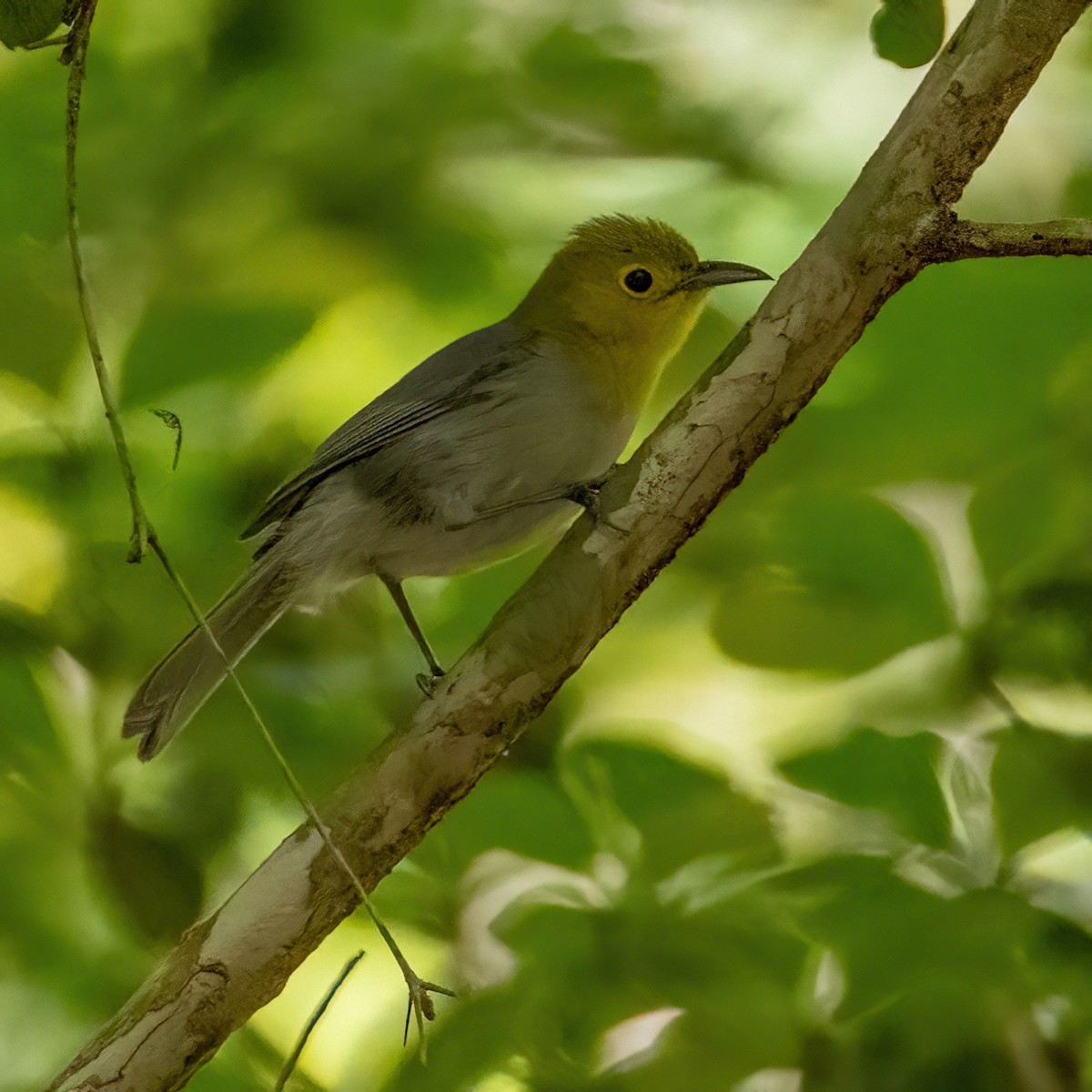 Yellow-headed Warbler - James Hoagland