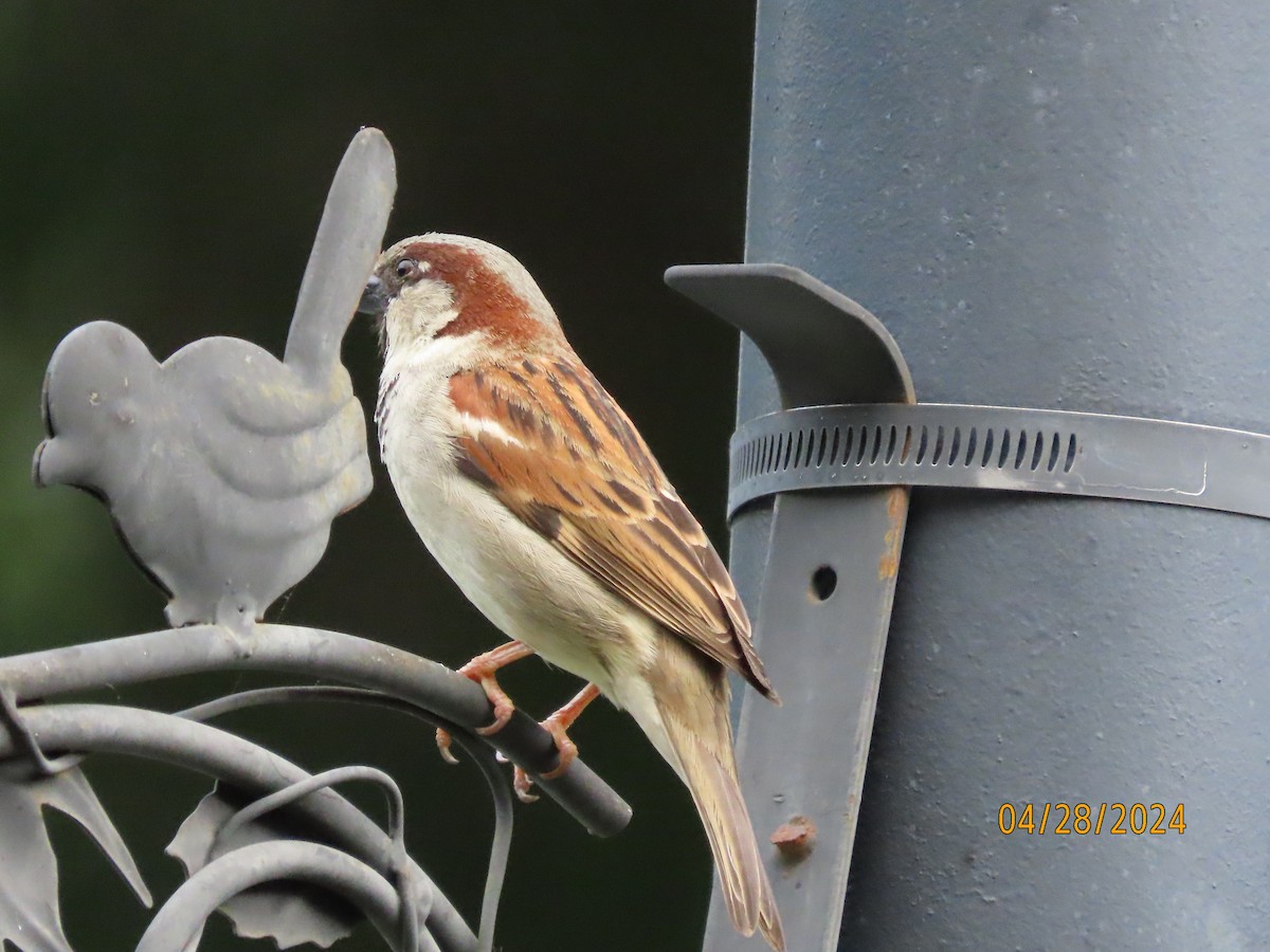 House Sparrow - Susan Leake