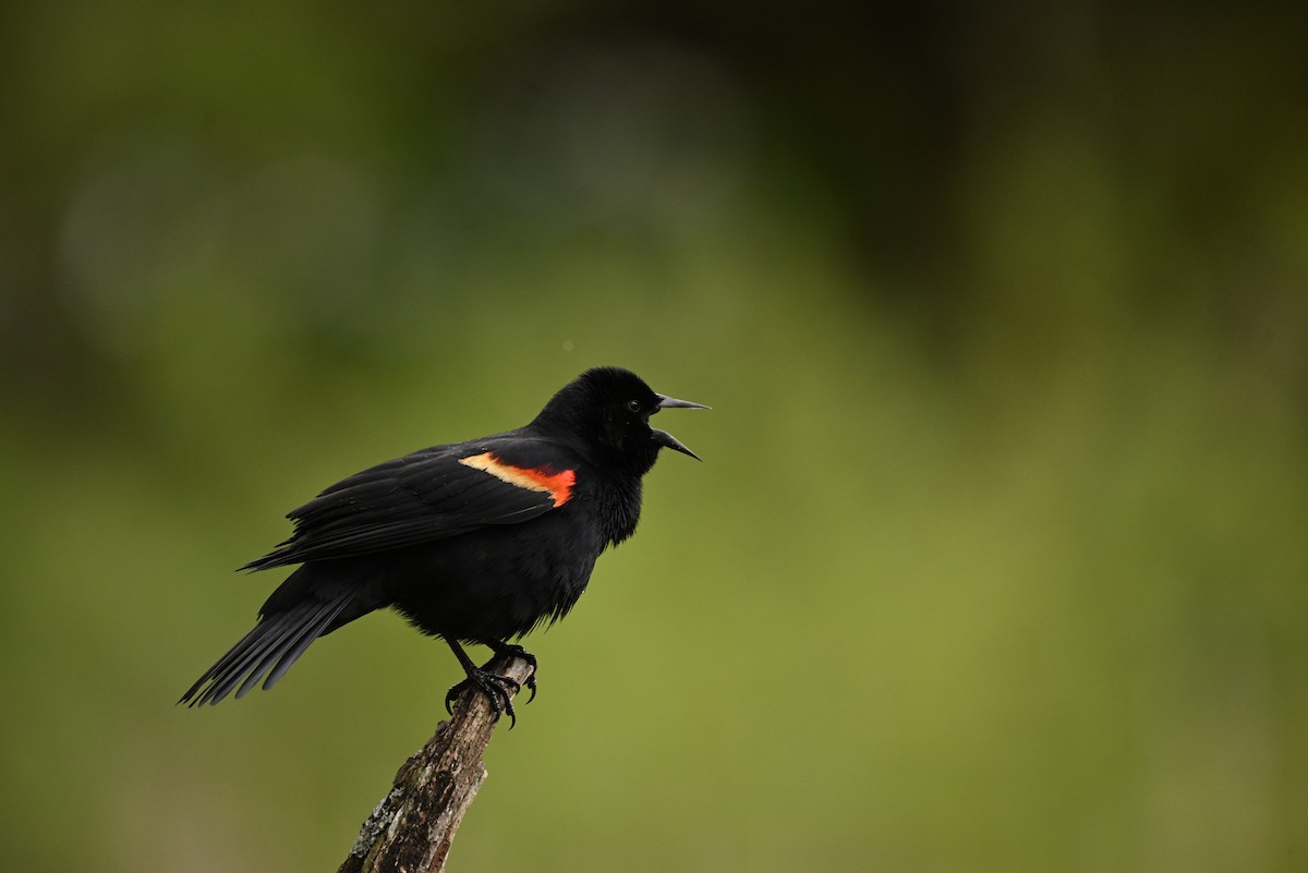 Red-winged Blackbird - Rod McLatchy