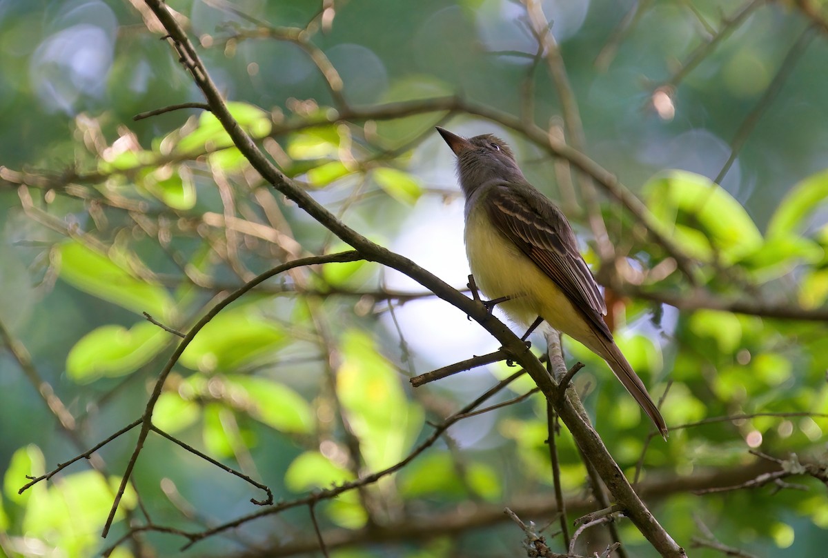 Great Crested Flycatcher - ML618130778