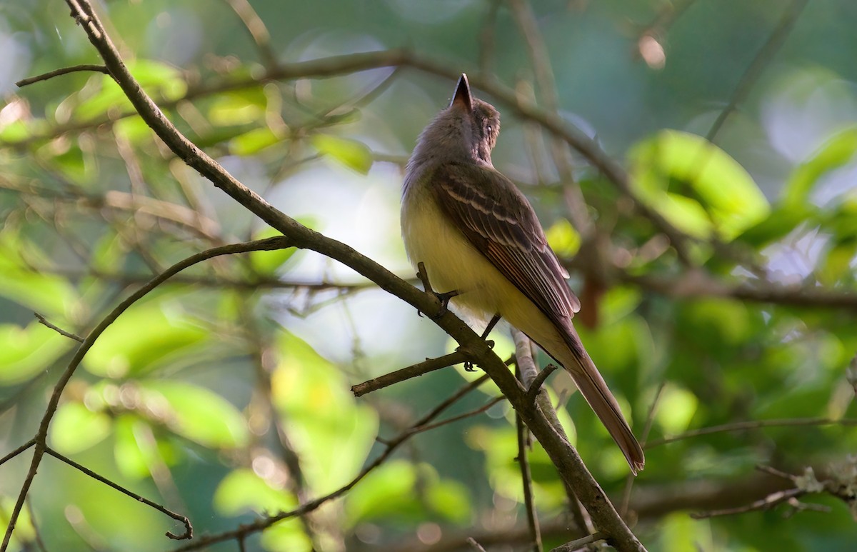Great Crested Flycatcher - ML618130779