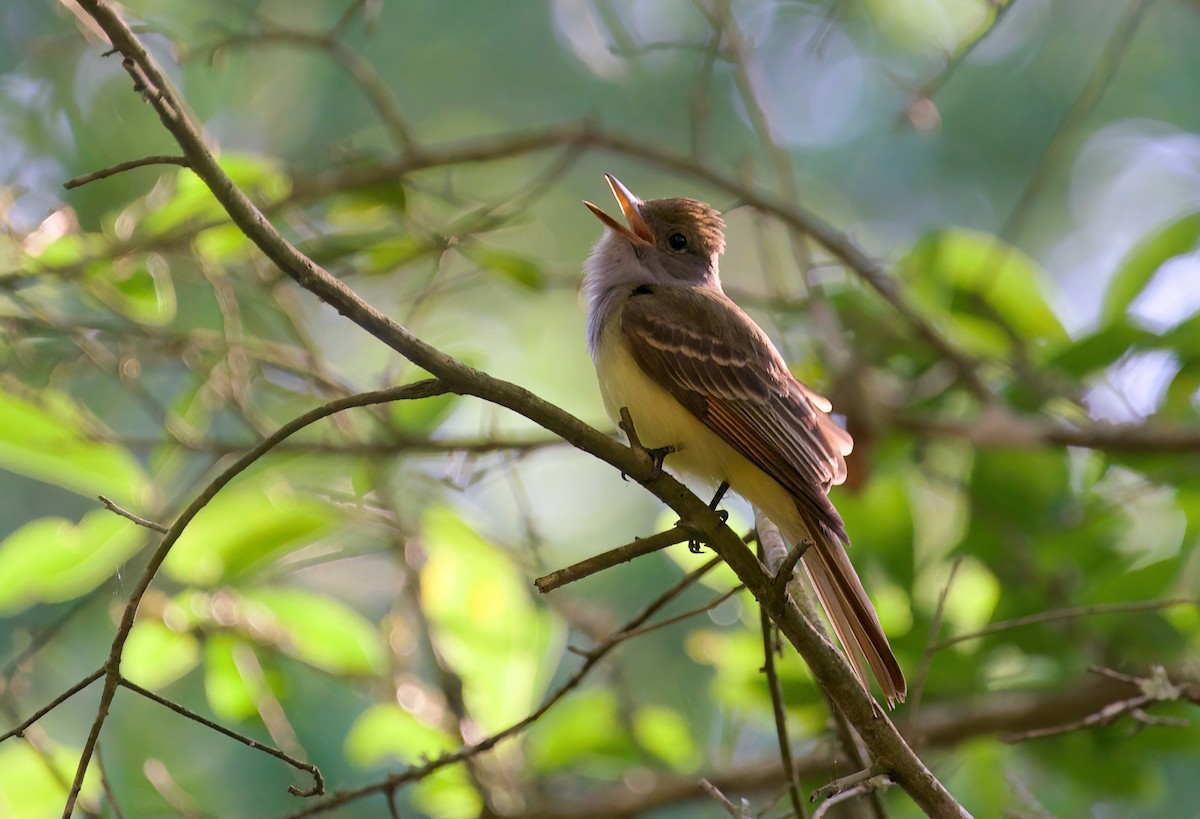 Great Crested Flycatcher - ML618130780