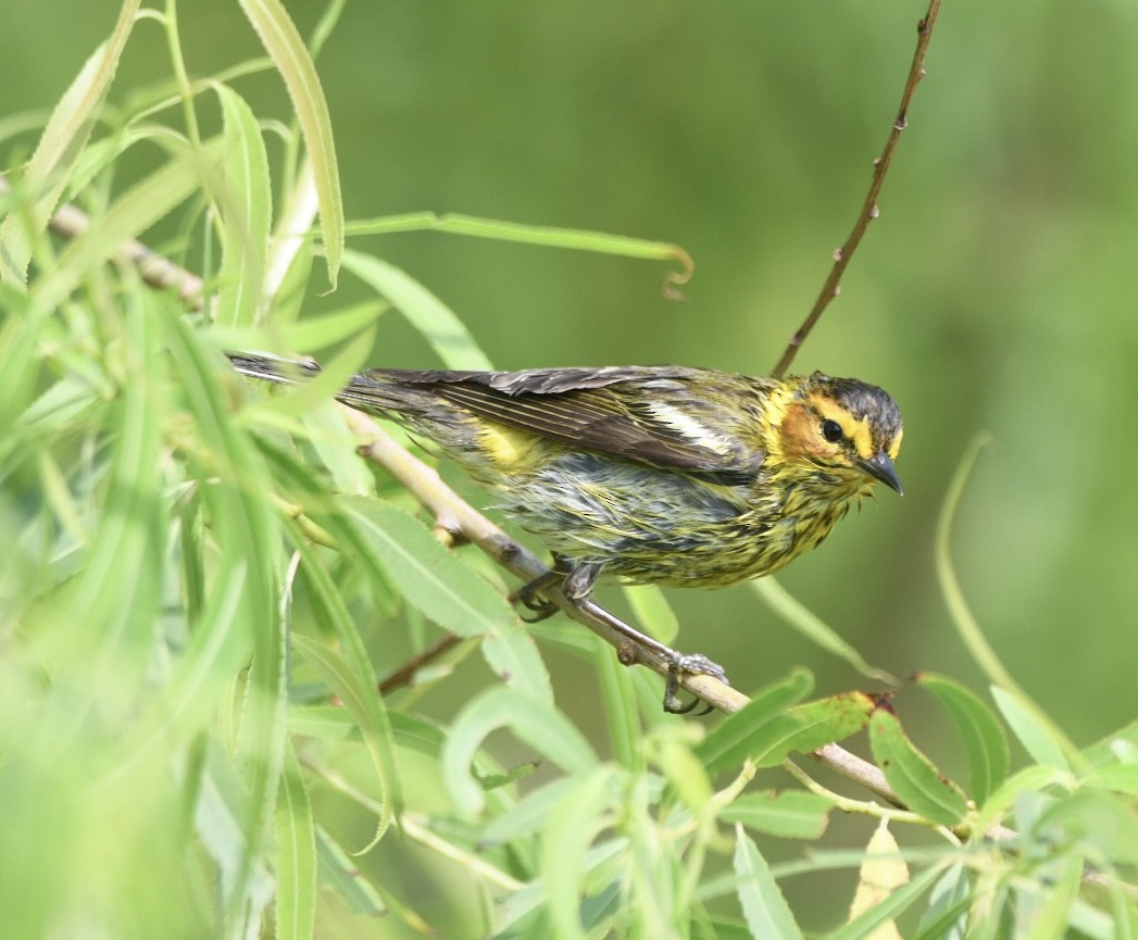 Cape May Warbler - ML618130784