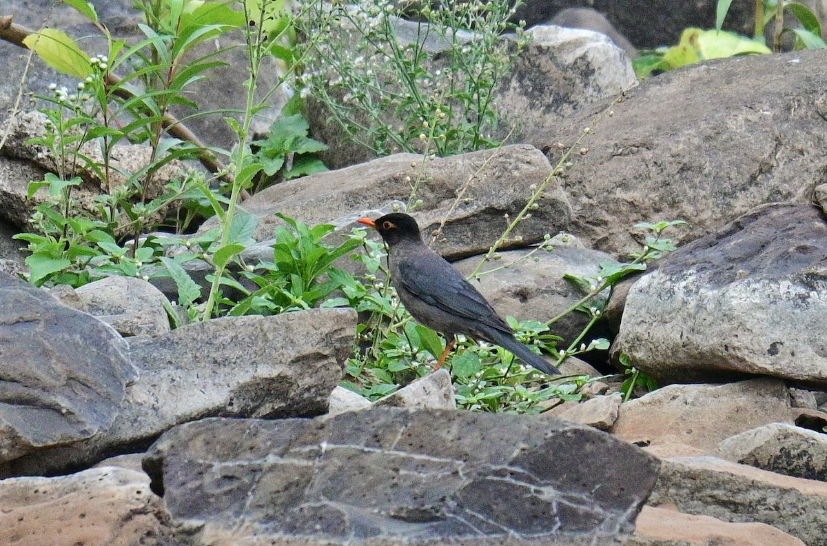 Indian Blackbird - ML618130786